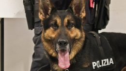 cane-poliziotto1
