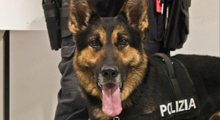 cane-poliziotto1