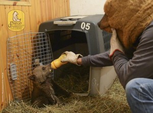 orsetta morena pnalm