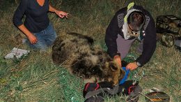 orso-sansebastiano-radiocollare1