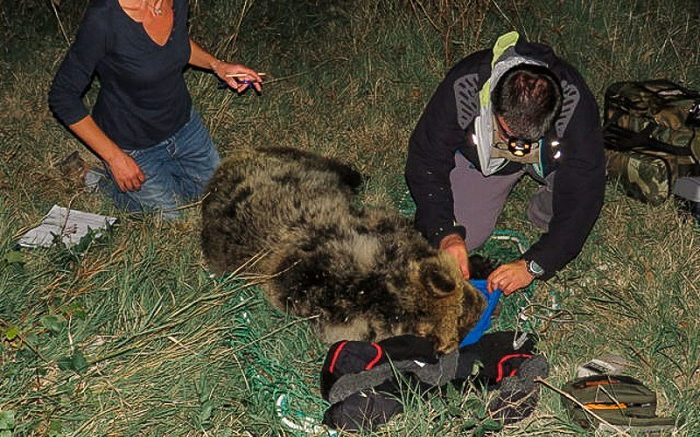 orso-sansebastiano-radiocollare1