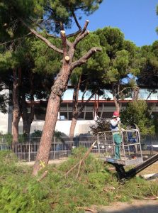 TAGLIO ALBERI 1
