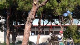 tagli-alberi1
