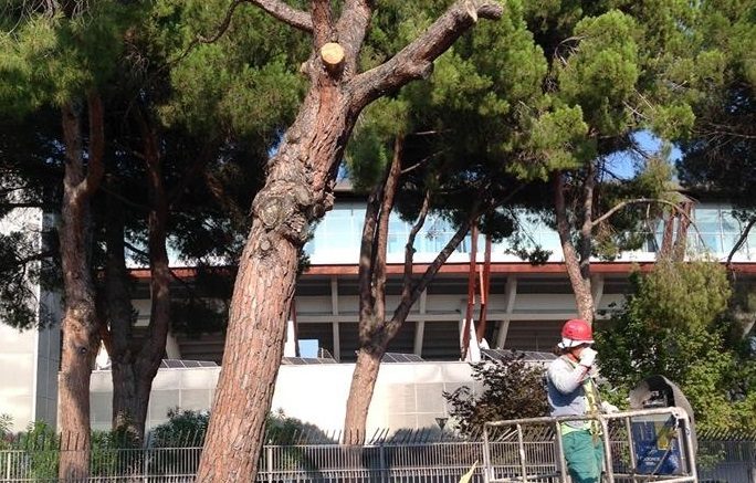 tagli-alberi1