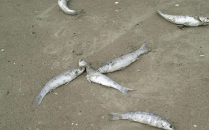 pesci-morti11