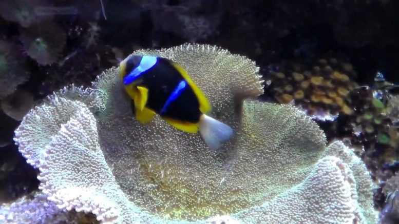 pesciecorallitropicali