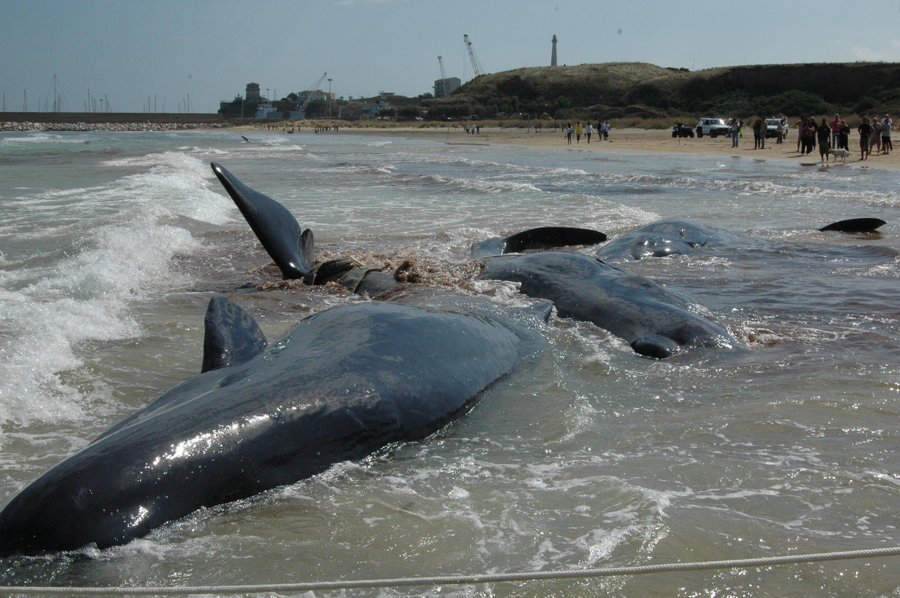Сколько китов погибло. Массовое самоубийство китов. Кашалот выбросился на берег.