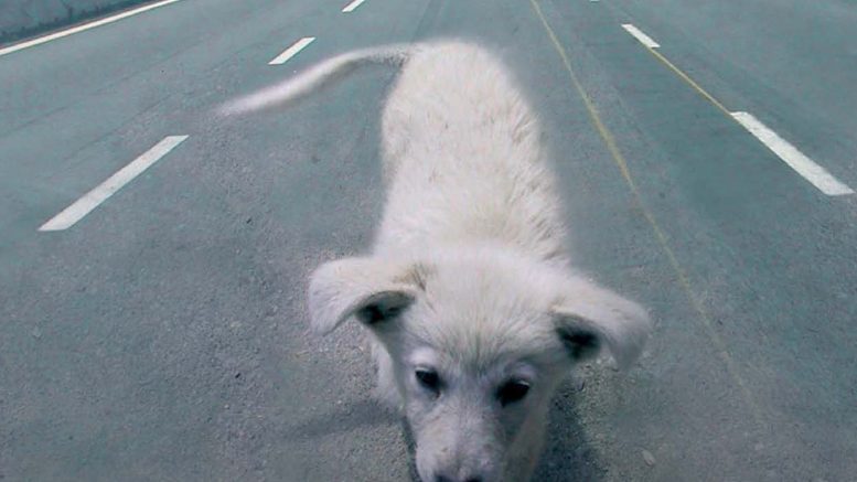 cane-che-attraversa-autostrada