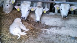 cucciolo con i vitelli