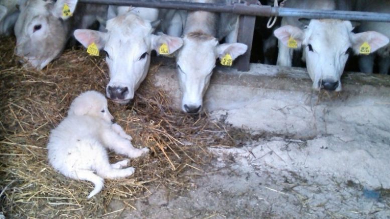 cucciolo con i vitelli