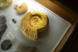 Museo ambre e fossili san valentino