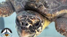 tartaruga-marina1