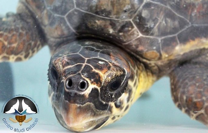 tartaruga-marina1