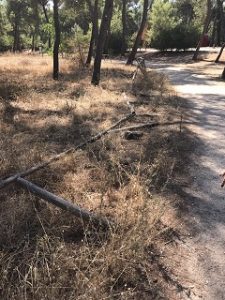 riserva dannunziana1