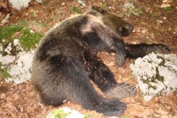 orso-ucciso11