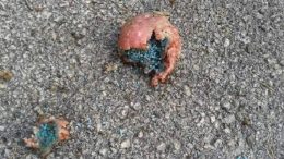 bocconi-avvelenati111