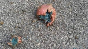 bocconi-avvelenati111