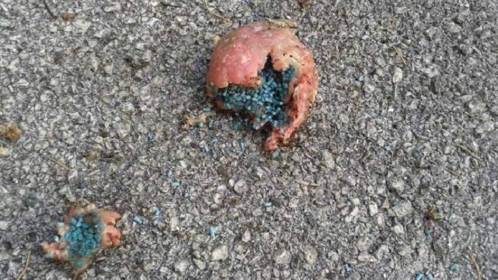 bocconi-avvelenati111