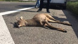 capriolo-investito11