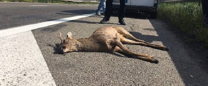 capriolo-investito11