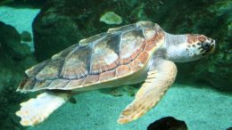 caretta1