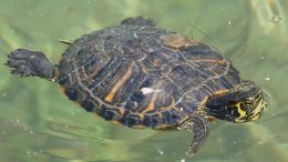 tartaruga-acqua-dolce11