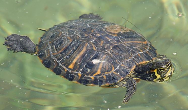 tartaruga-acqua-dolce11