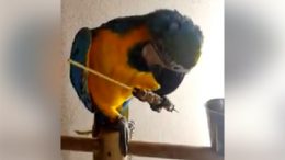 pappagallo-arrosticini11