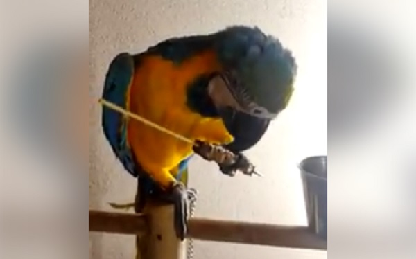 pappagallo-arrosticini11