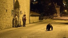 orso-villettabarrea1