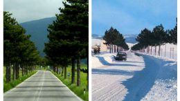 alberi-cinquemiglia1