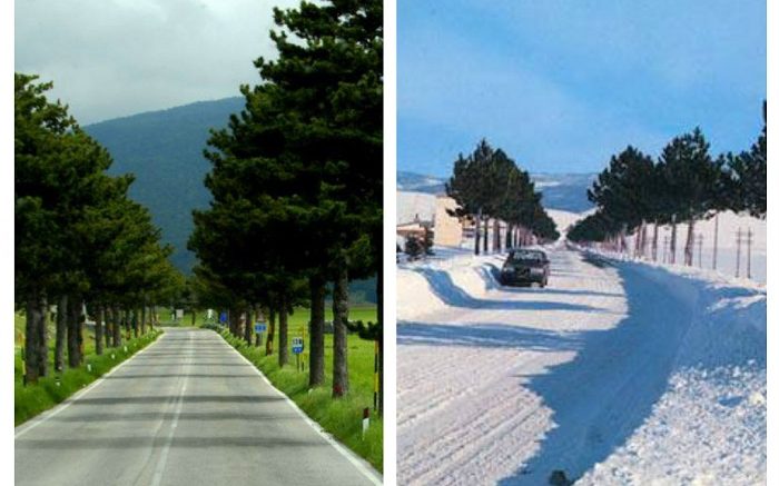 alberi-cinquemiglia1