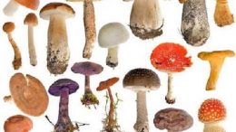 funghi-velenosi1