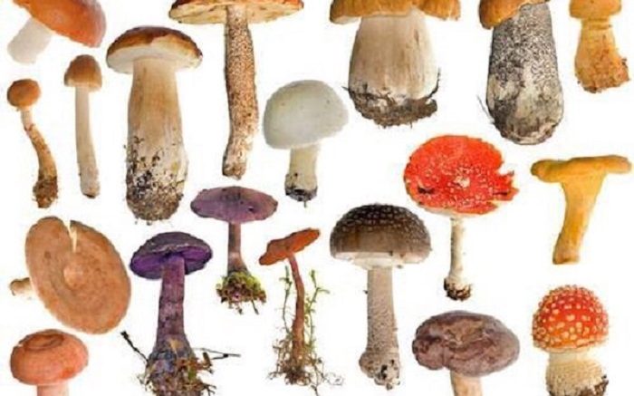 funghi-velenosi1