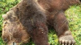 orso-ucciso1