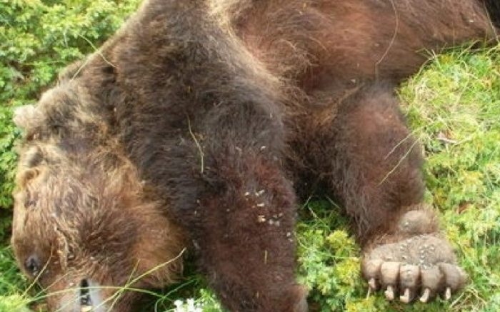 orso-ucciso1