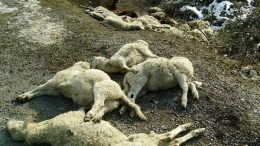 pecore-morte1
