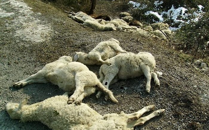 pecore-morte1