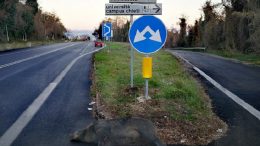 cinghiale-investito1