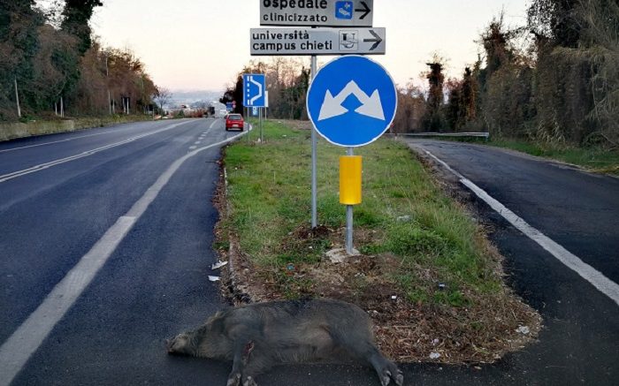 cinghiale-investito1