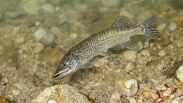 Foto Urbano Sulpizio