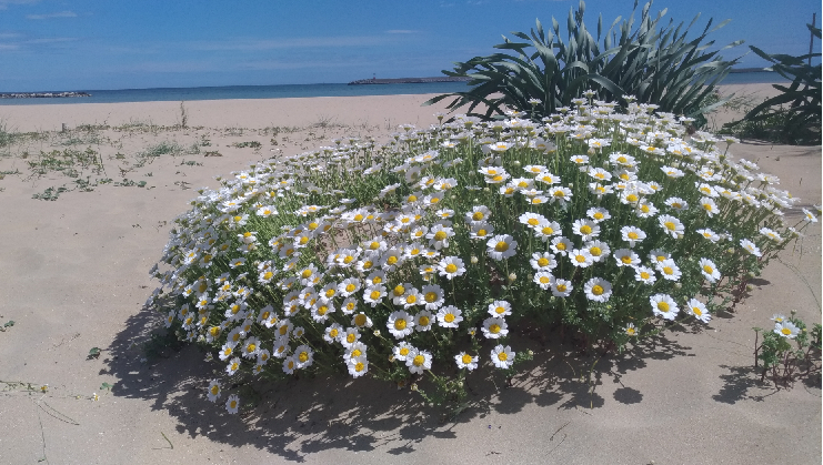Pescara: piante rare sulla spiaggia