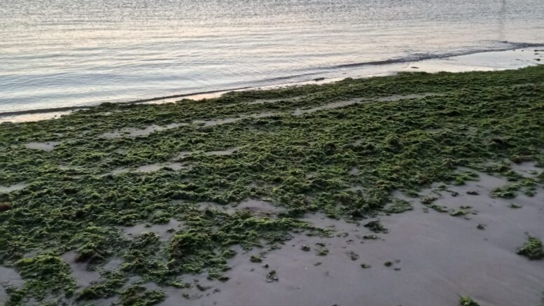 La crescita abnorme di alghe nell'Atlantico 