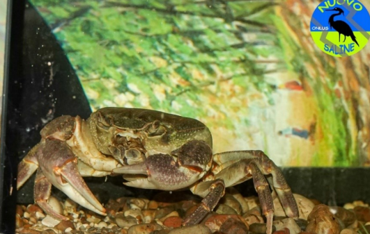 Granchi raro Poteamon fluviatile